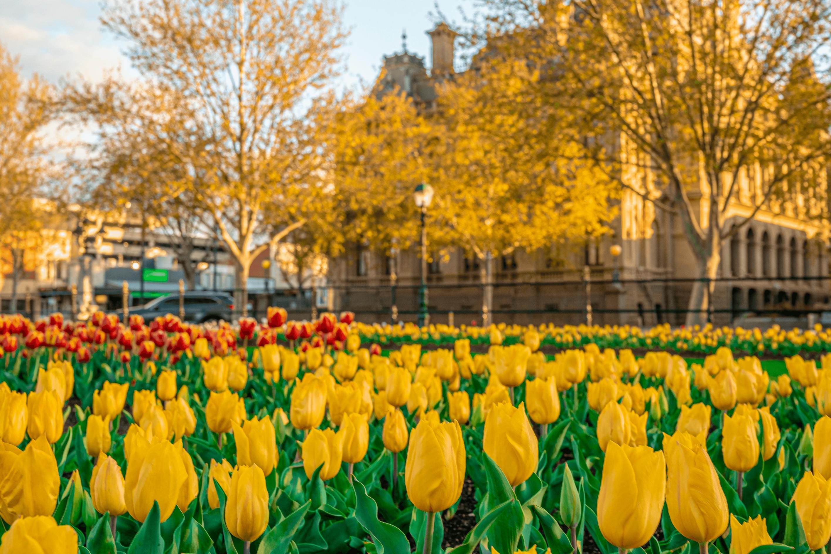 A field of yellow tulips with a building in the background.